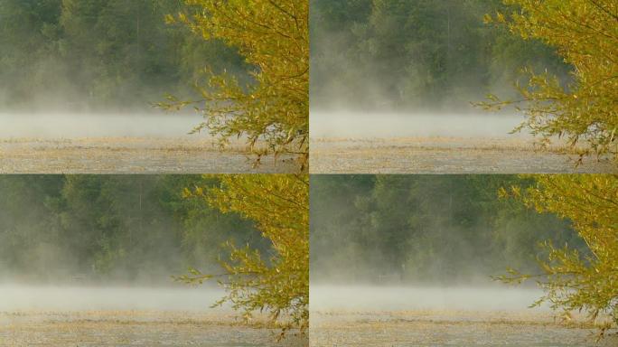 HD DOLLY：薄雾中的湖树