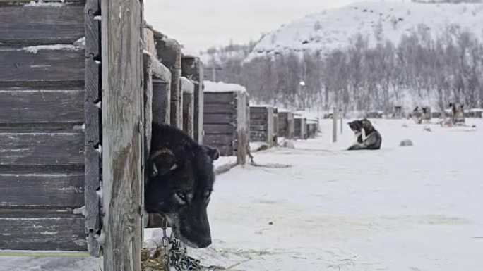 困倦的雪橇狗从狗屋向外看