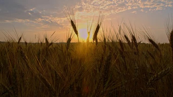 黄昏时的金色麦田麦田小麦大麦麦粒麦穗