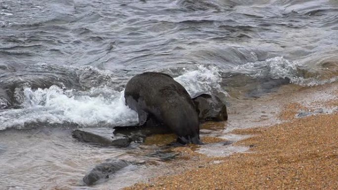 慢速运动：海豹在水中游动