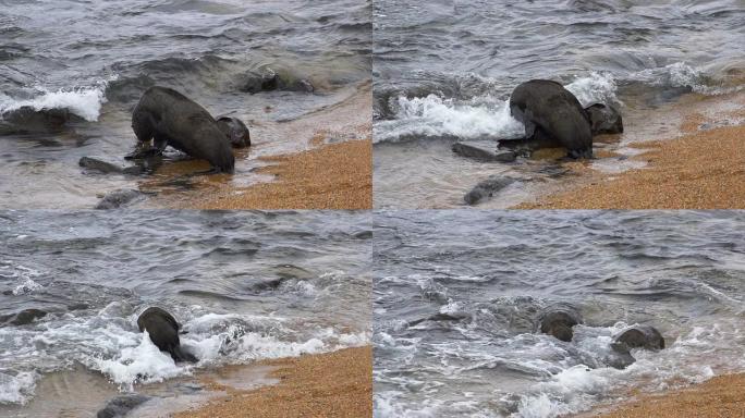 慢速运动：海豹在水中游动
