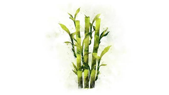 竹子的视频插图竹子绿色