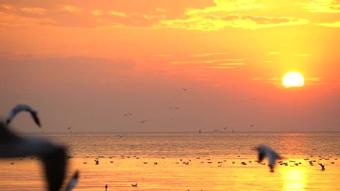 海鸥在日落时在海上飞行