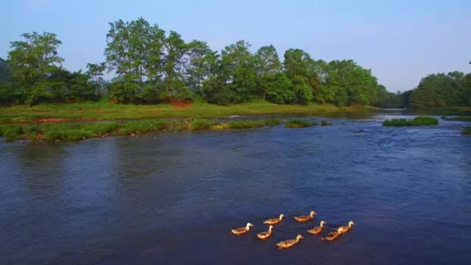 河上的鸭子群