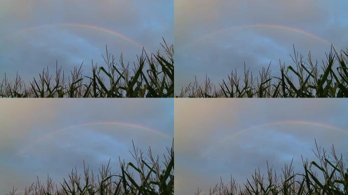高清：玉米地上的彩虹