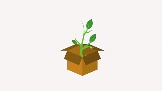 纸板箱和盆栽植物美元钞票生长