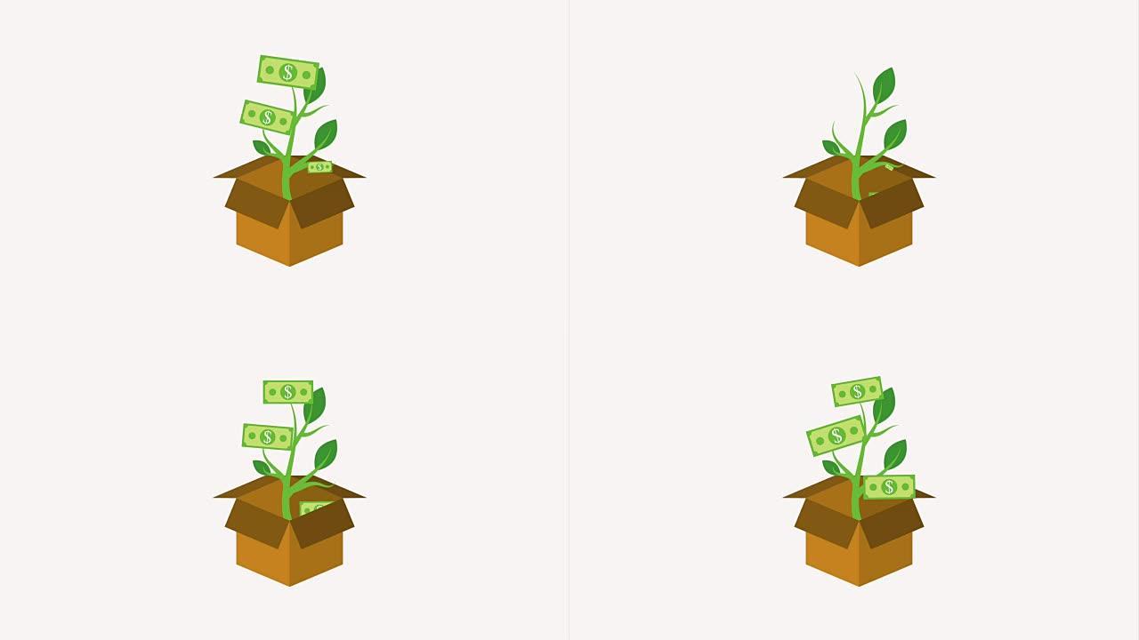纸板箱和盆栽植物美元钞票生长