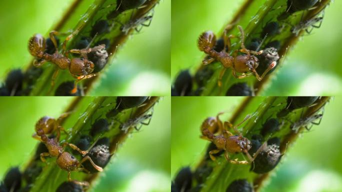 蚂蚁和蚜虫蚂蚁和蚜虫