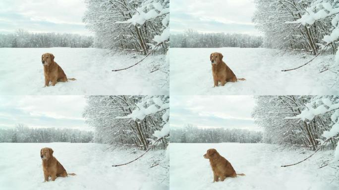 高清：雪地里的金毛寻回犬