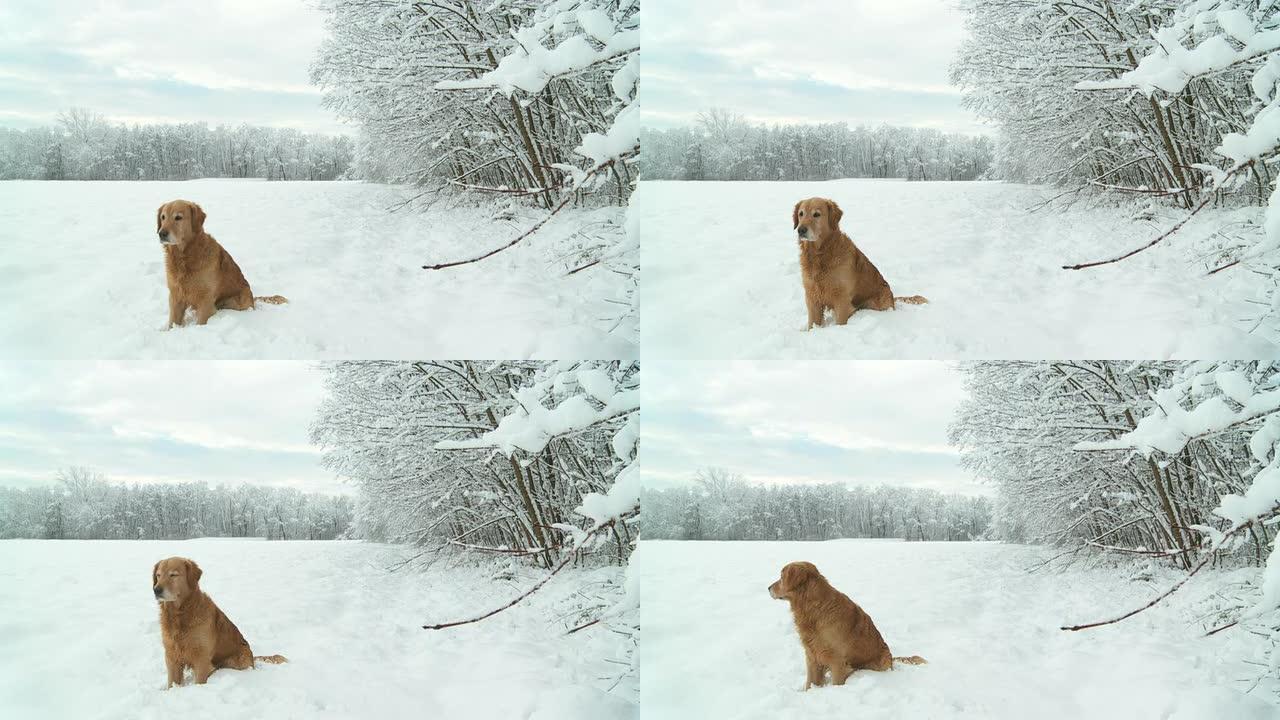 高清：雪地里的金毛寻回犬