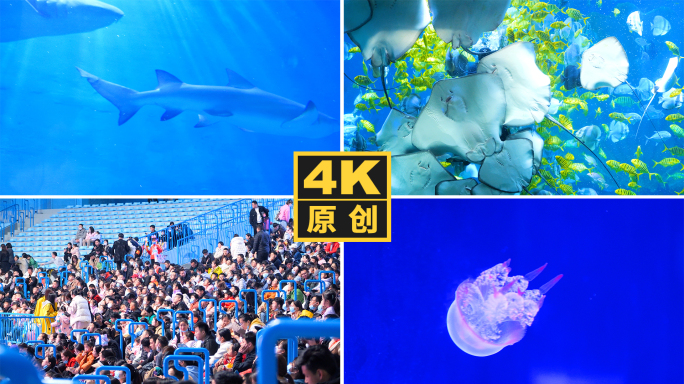 4K海洋馆海洋动物水世界