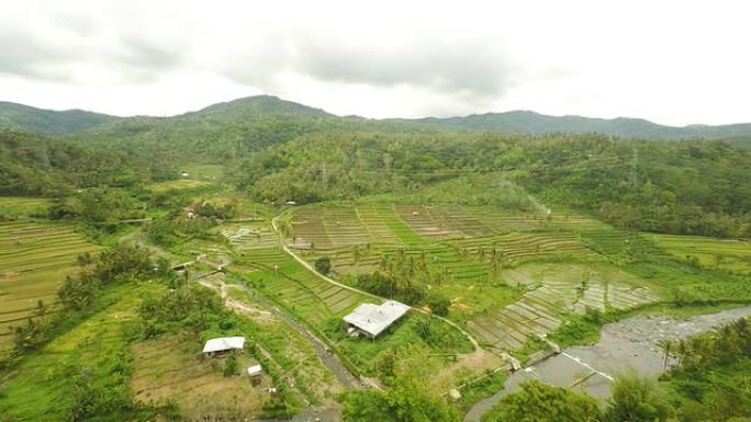 巴厘岛河流沿岸的AERIAL农场