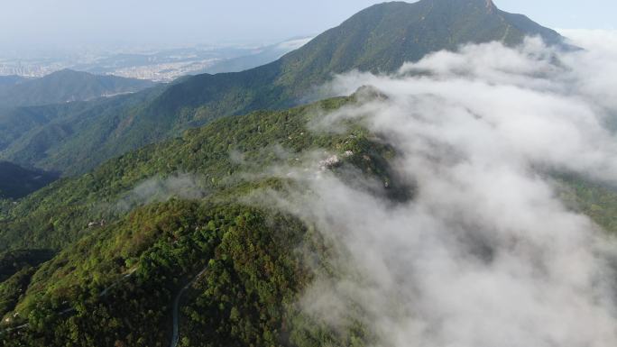 深圳梧桐山杜鹃花花海