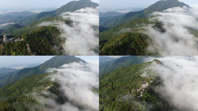 深圳梧桐山杜鹃花花海