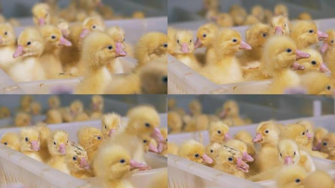 小鸭在家禽的白色盒子里，特写镜头。家禽养殖，家禽业，家禽生产。