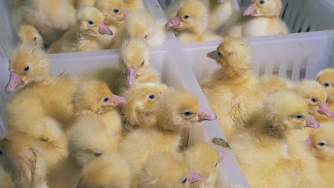 白色盒子里的家禽，特写。家禽养殖，家禽业，家禽生产。