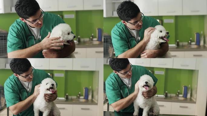 兽医检查一只小狗