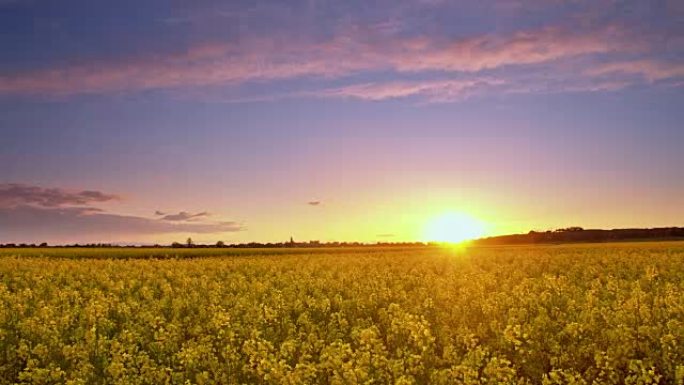 DS日出时Candid canola field