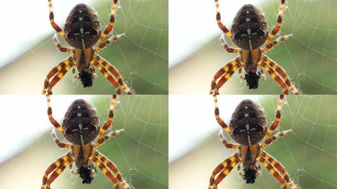 HD MACRO：蛛网蜘蛛