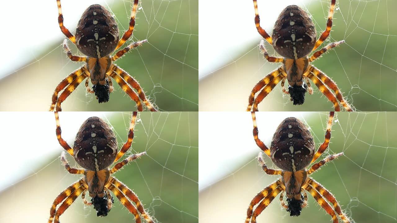 HD MACRO：蛛网蜘蛛
