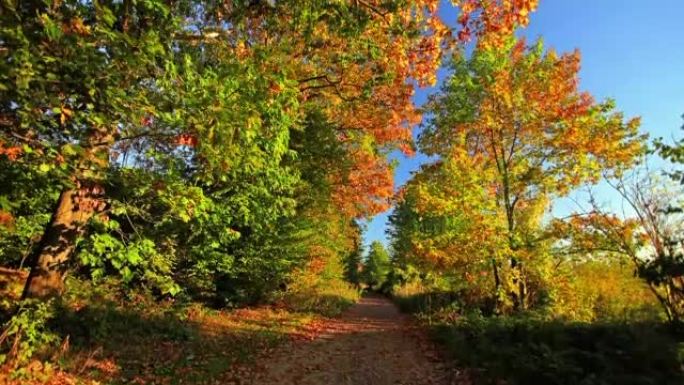 （抬起头）秋季蓝天晴朗林间小路