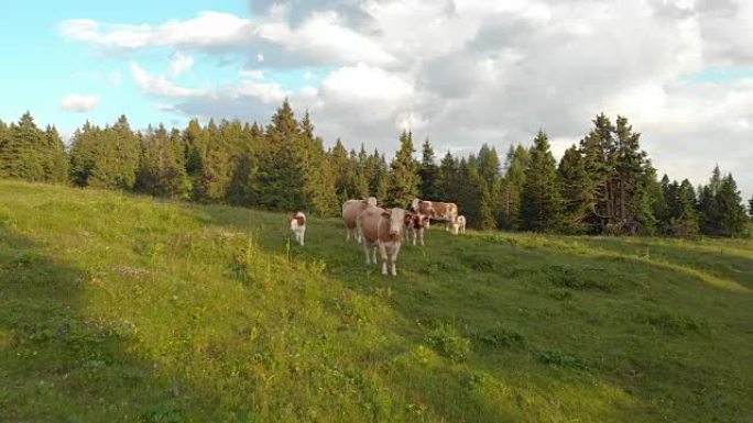 空中: 飞向站在大型牧场中的一群好奇的母牛。