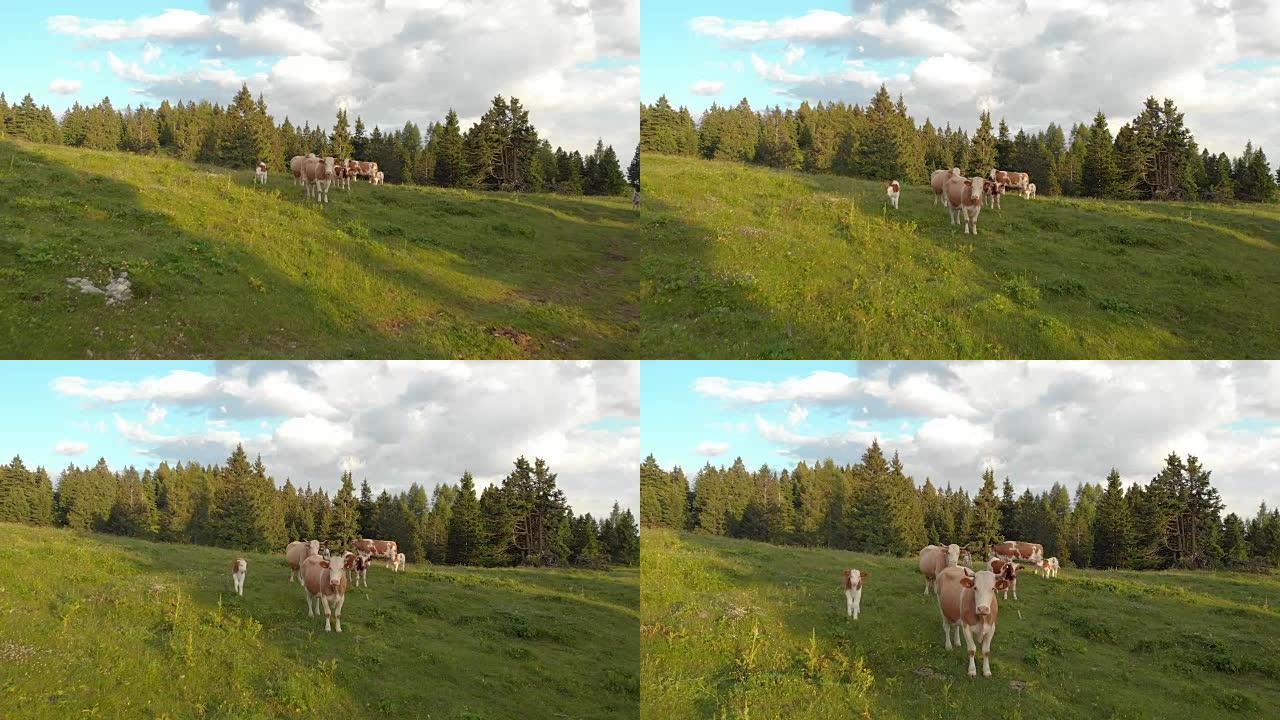空中: 飞向站在大型牧场中的一群好奇的母牛。