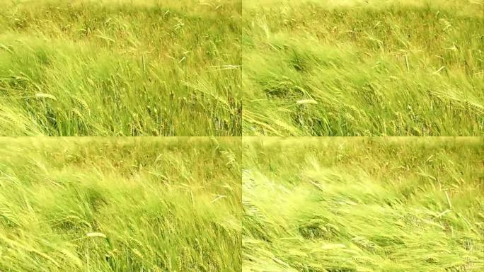 SLO MO绿色小麦在风中摇曳