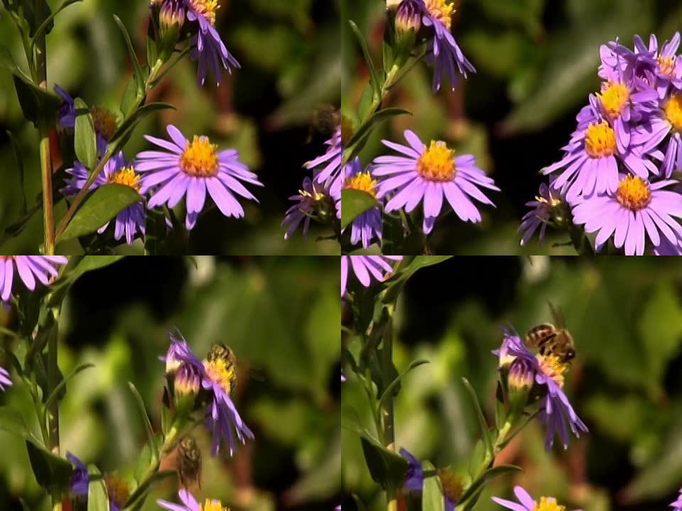一些蜜蜂在花上飞行NTSC