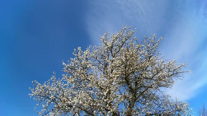 高清时间重叠：樱花树对抗云景