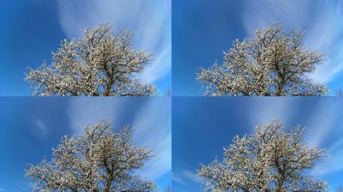 高清时间重叠：樱花树对抗云景