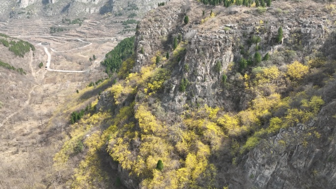 济南稻池村连翘花