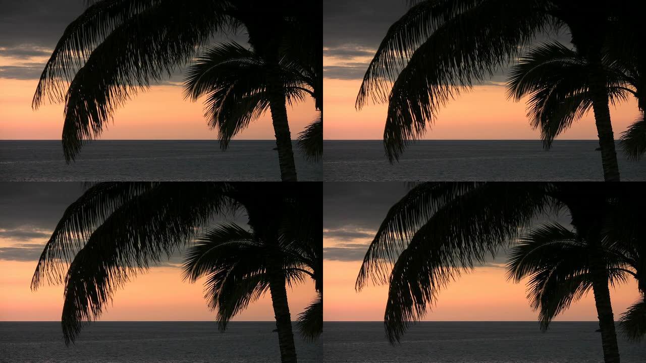 棕榈叶海边椰树剪影黄昏