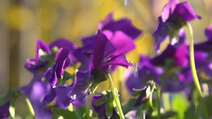 HD SUPER SLOW-MO：浇灌紫色花朵