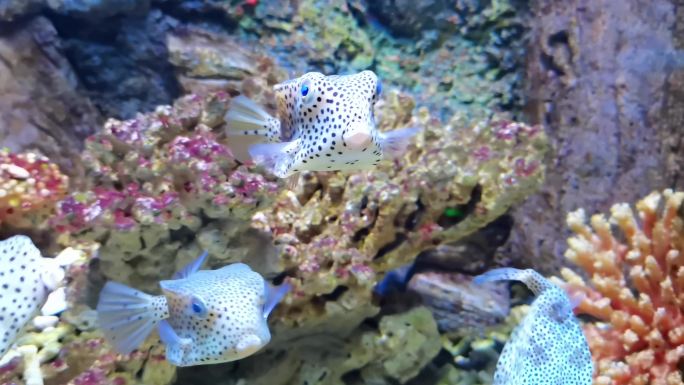 水族馆 海洋馆 鱼类  水生物 游动的鱼