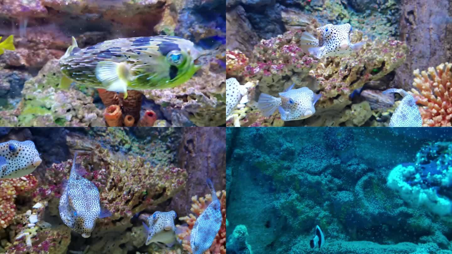 水族馆 海洋馆 鱼类  水生物 游动的鱼