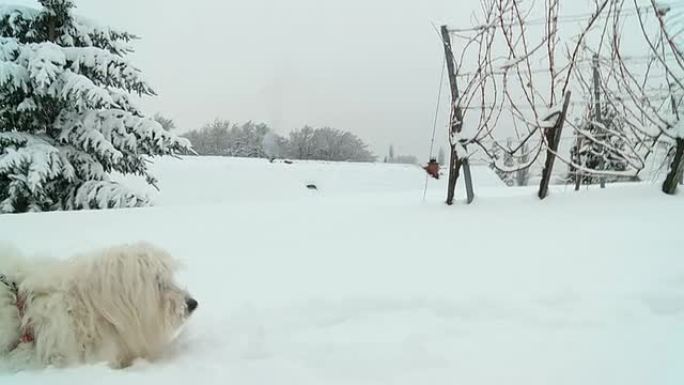 高清慢速运动：狗在雪地里奔跑