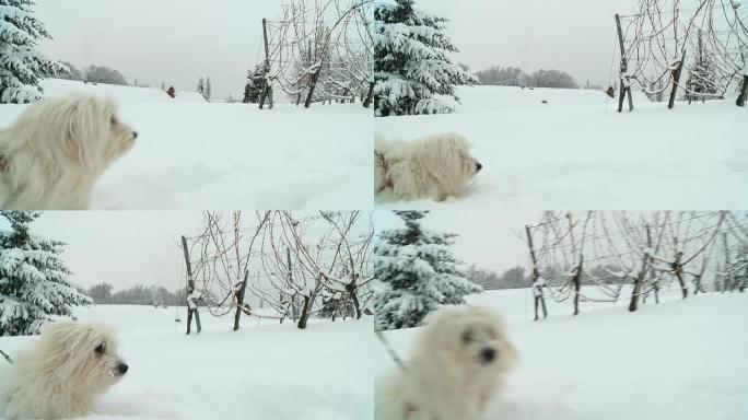 高清慢速运动：狗在雪地里奔跑