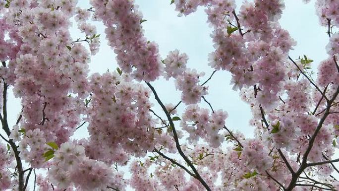 高清：Blossom Tree