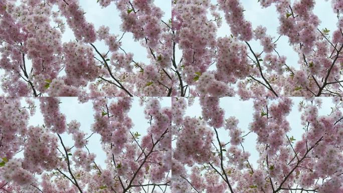 高清：Blossom Tree