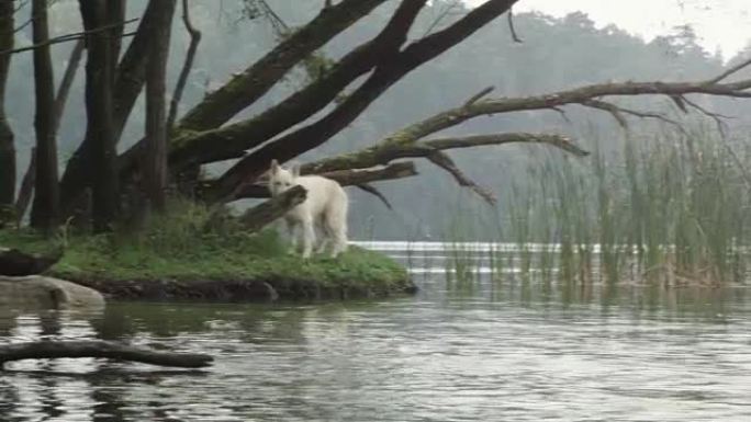 快乐的白色牧羊犬跑进湖里