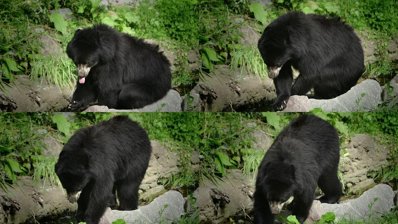 慢动作：黑熊