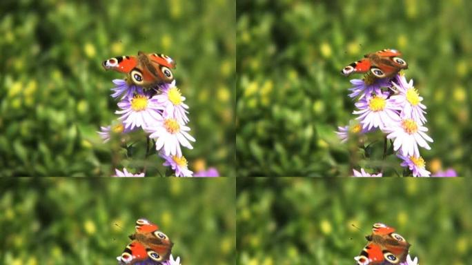 NTSC：孔雀蝶花卉眼镜大自然招蜂引