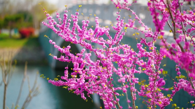 春暖花开树叶花朵春天景色，春天花朵素材