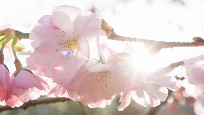 春天的粉红色樱花盛开复苏春暖花开蜜蜂齐放