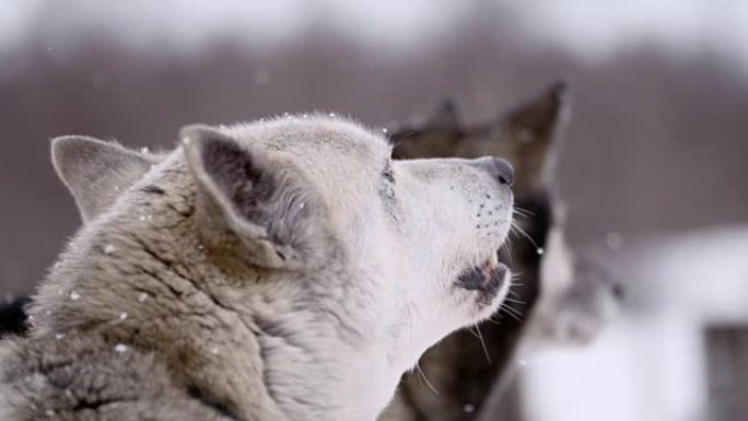 挪威著名小屋之一的SLO MO雪橇犬
