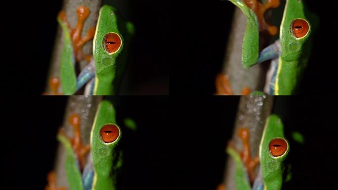CU绿色树蛙在树枝上攀爬