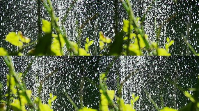 高清慢动作：绿色植物上的水幕