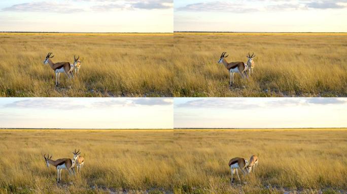 WS在纳米比亚萨凡纳的两只跳羚瞪羚