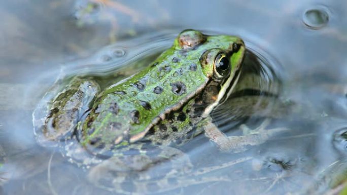 蛙呱呱大自然生态